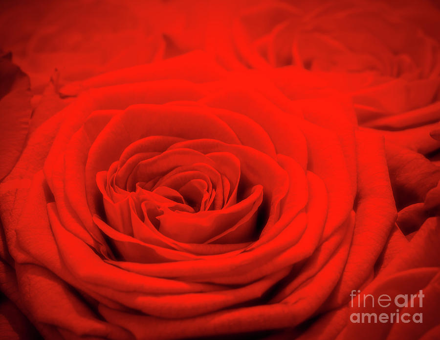 Red rose background. Romantic love greeting card Photograph by Michal Bednarek