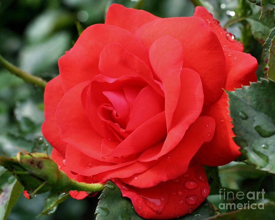Red Rose Beauty Photograph by Smilin Eyes Treasures