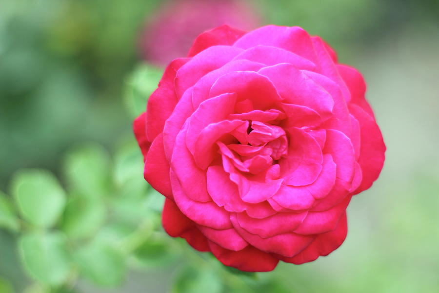 Red Rose Bokeh Photograph By Yevhenii Stefaniuk