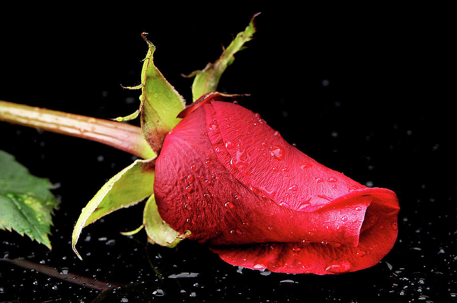 Red rose Photograph by Borislav Ivanov - Fine Art America