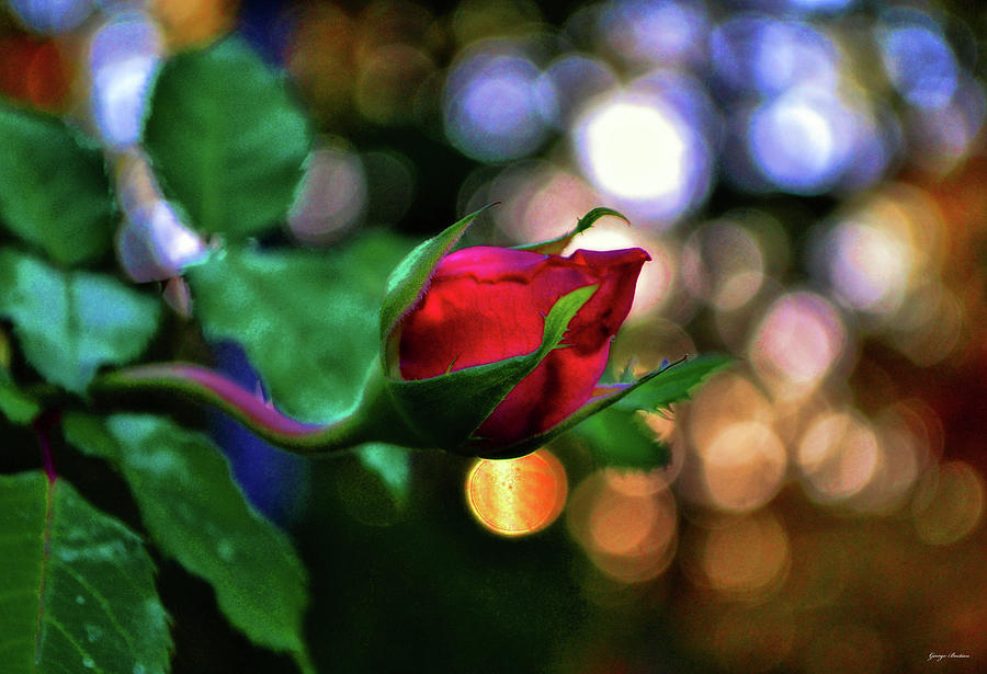 Red Rose Bud And Sunlight Through The Trees 001 Photograph by George Bostian