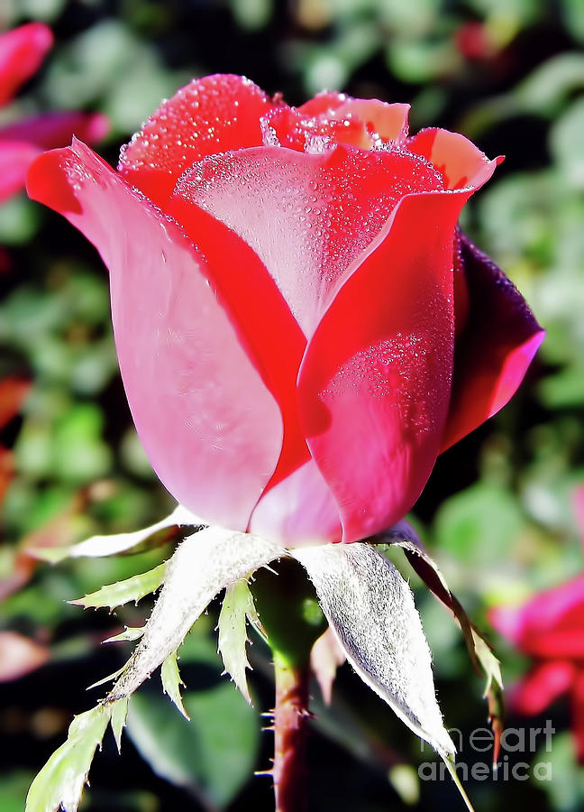 Red - Rose Bud - Dew Photograph by D Hackett