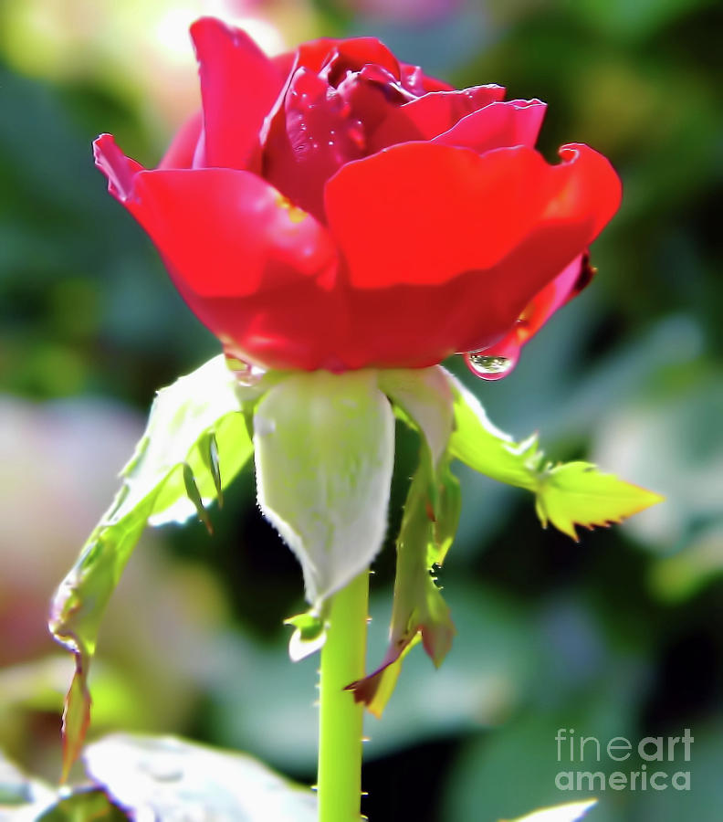 Red Rose Bud Dew Drop Photograph by D Hackett