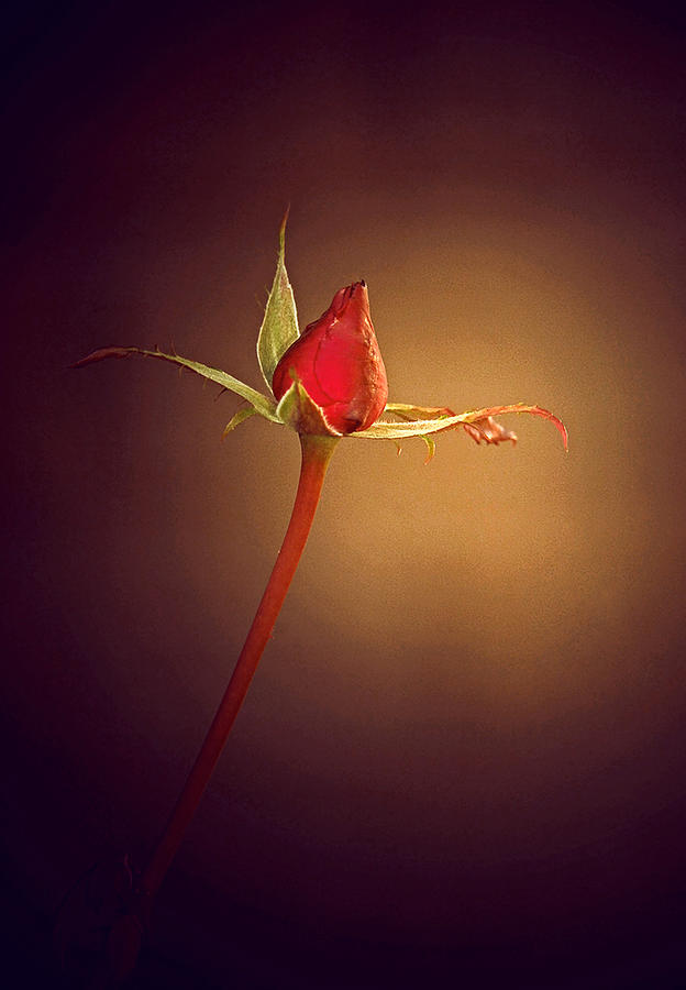 Red Rose Bud Photograph by James Steele