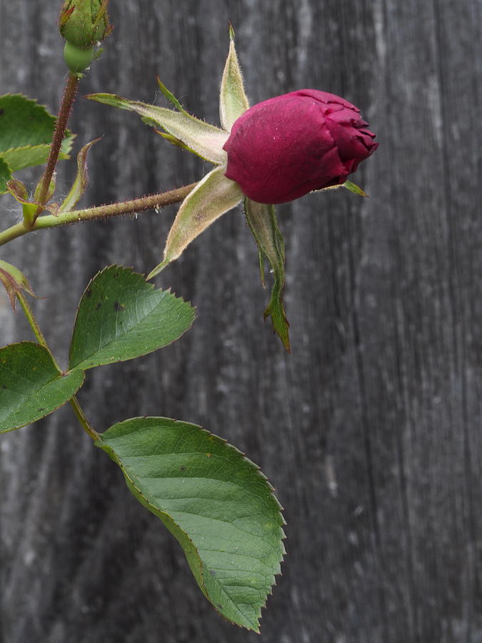 Red Rose Bud Photograph by Richard Thomas
