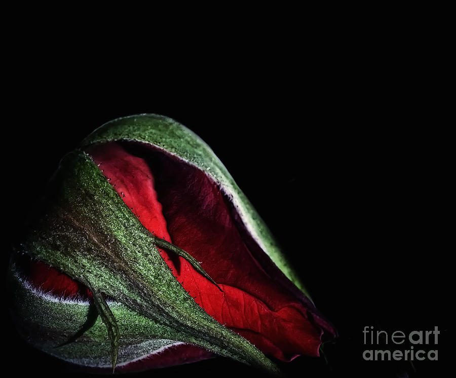 Red Rose Bud Photograph by Walt Foegelle