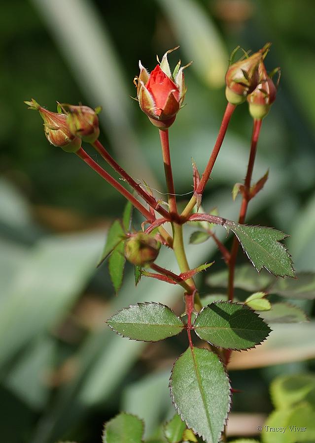 Red Rose Buds Photograph by Tracey Vivar