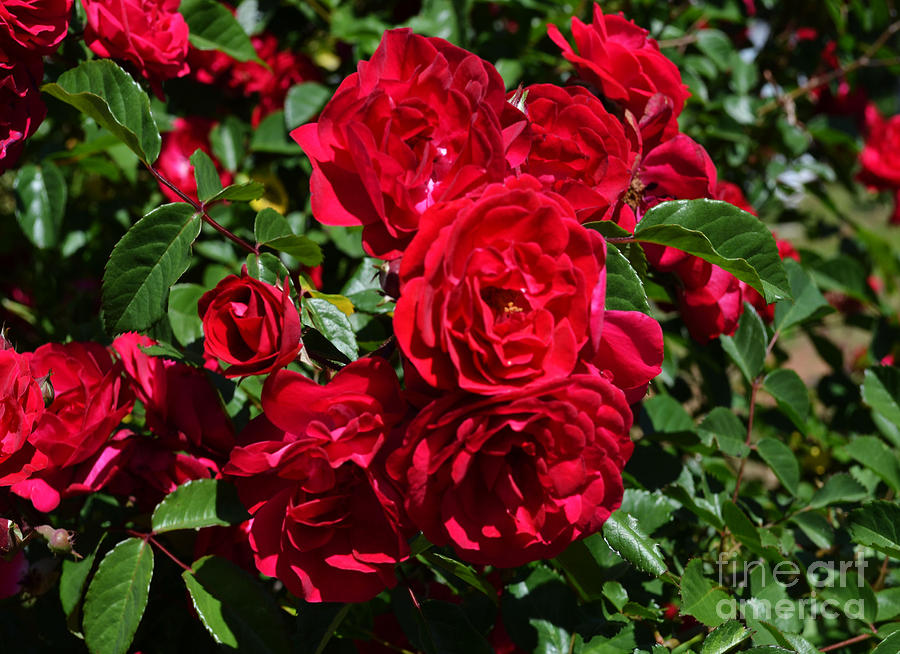 red-rose-bush-eva-thomas.jpg