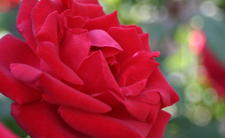 Red Rose California Morning Photograph