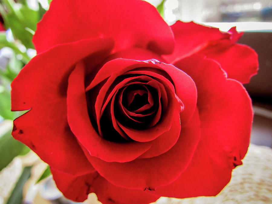 Nature Photograph - Red Rose by Cesar Vieira