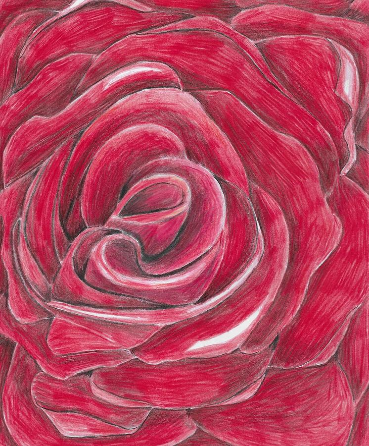 Red Rose Drawing by Chanler Simmons