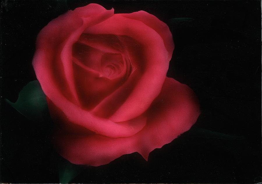 Rose Painting - Red Rose by Charles Parks