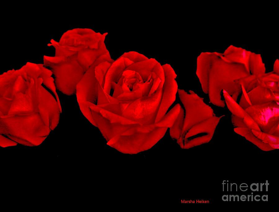 Red Rose Chorus Line Photograph by Marsha Heiken