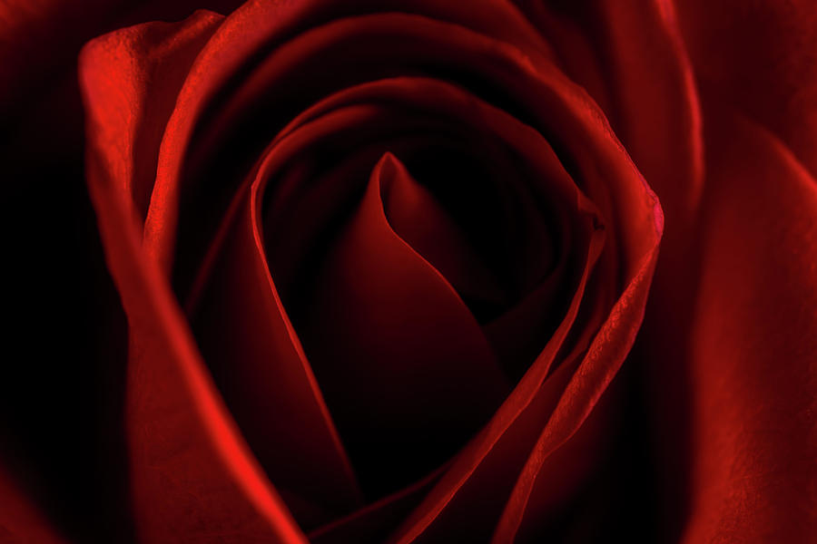 Nature Photograph - Red Rose by Christopher Johnson