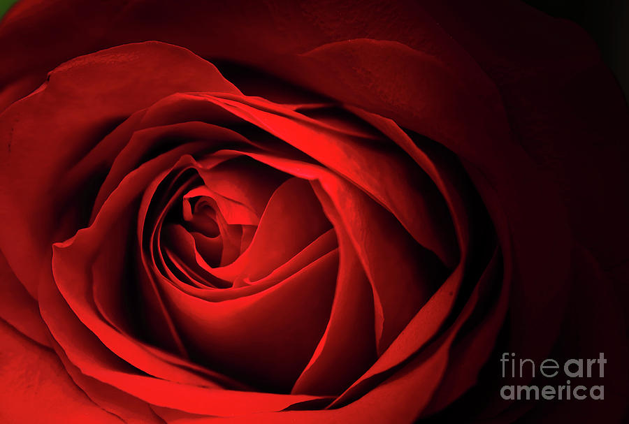 Red Rose Close Photograph by Charline Xia
