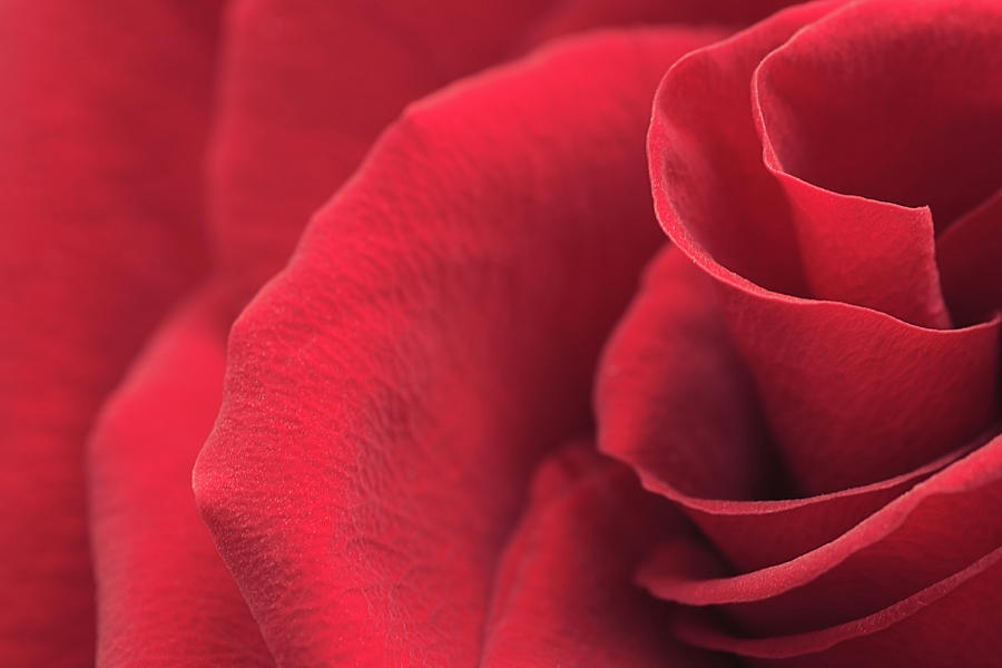 Abstract Photograph - Red Rose Close-up by Irina Safonova