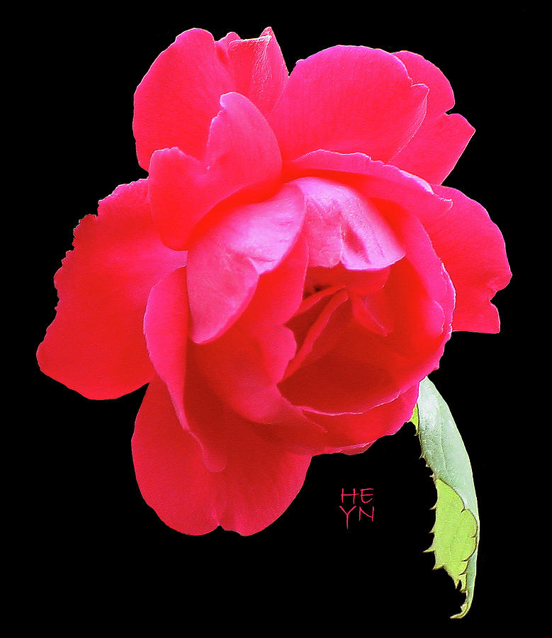 Red Rose Cutout Photograph by Shirley Heyn