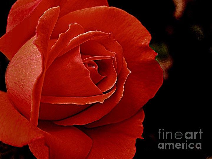 Flower Photograph - Red Rose by Daniel Koral
