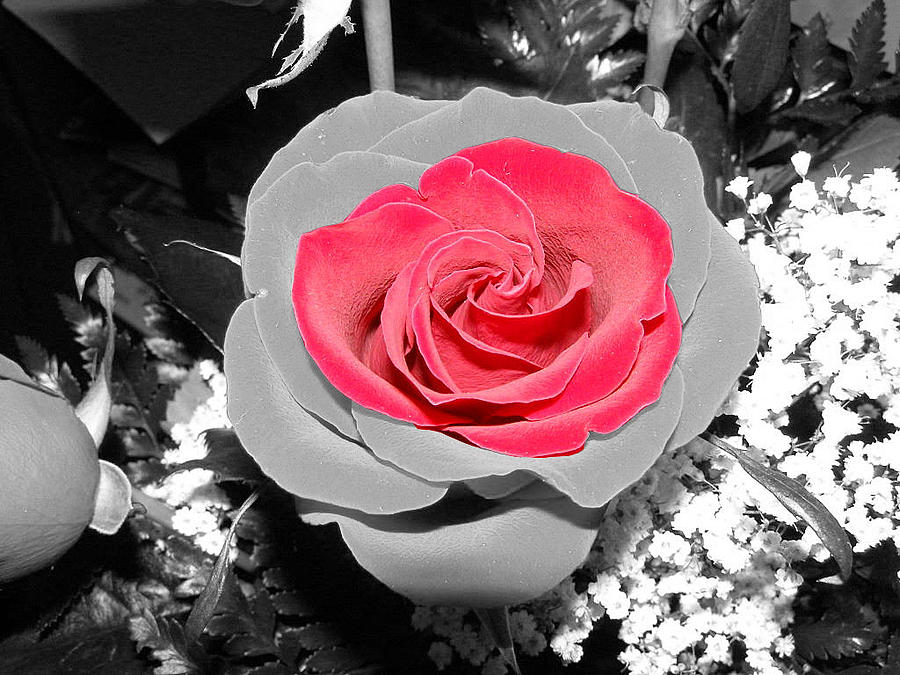 Red Rose Photograph by DeeLon Merritt