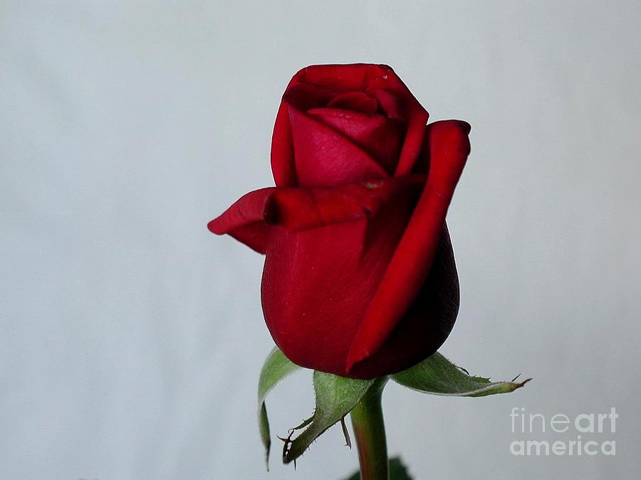 Red Rose Detailed Photograph by Vintage Collectables
