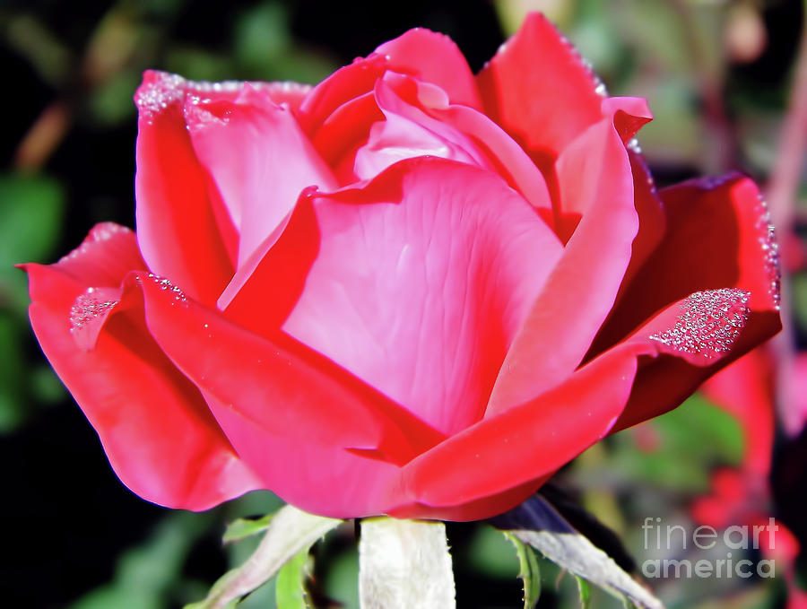 Red - Rose - Dew Covered Photograph by D Hackett - Fine Art America