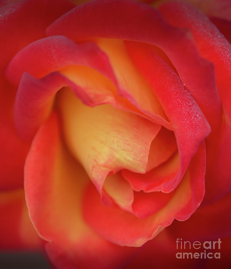 Red Rose Dew Drops Photograph by David Zanzinger