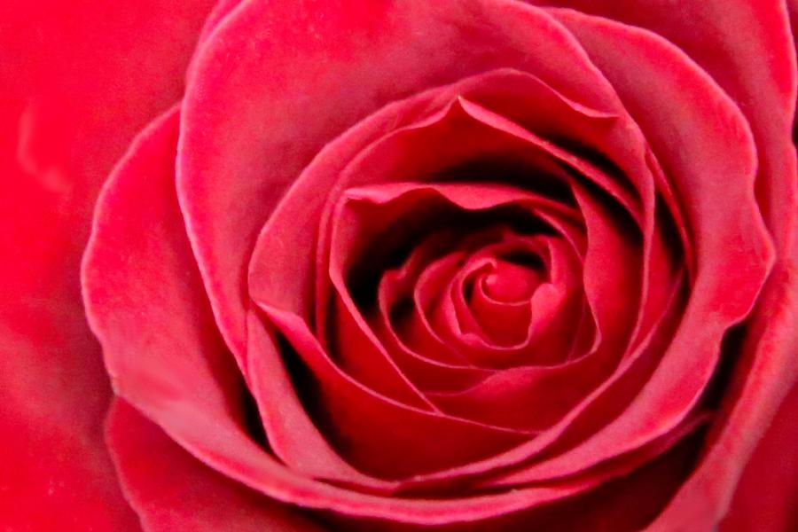 Red Rose Photograph by DJ Florek