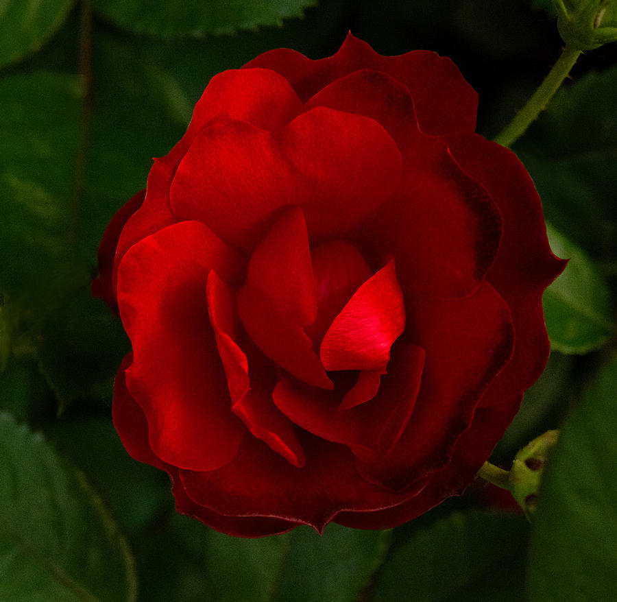 Red Rose Photograph by Don Spenner