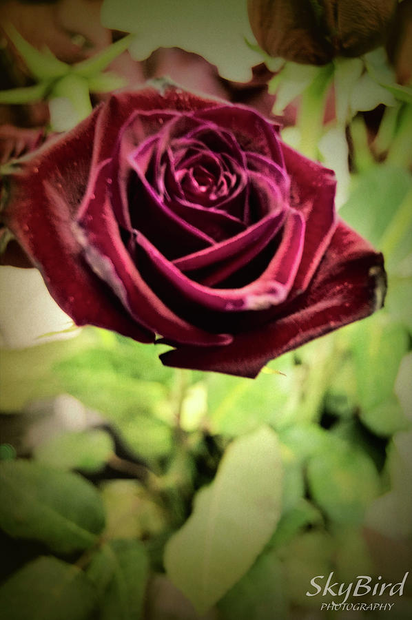 Red Rose Dynamic Photograph