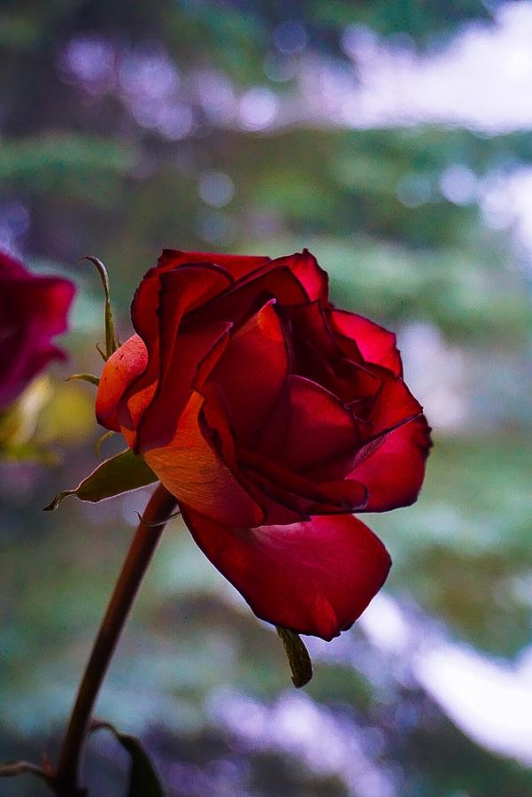 Red Rose Early Winre Morning No.2 Photograph by Desmond Raymond