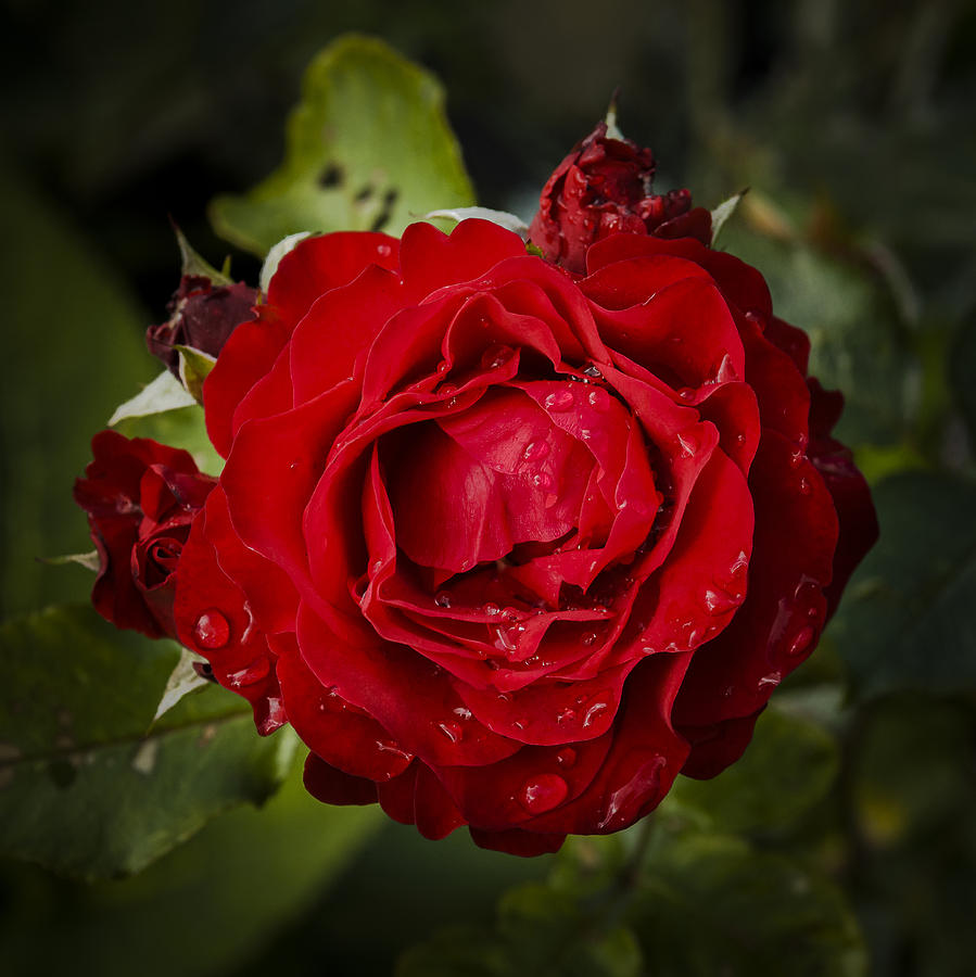 Red rose Photograph by Elmer Jensen