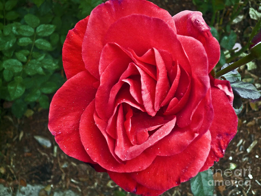 Nature Photograph - Red rose F135 by Howard Stapleton