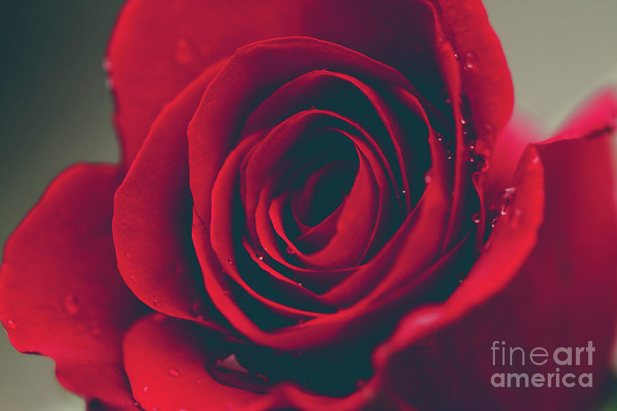 Red Rose Floral Bliss Photograph