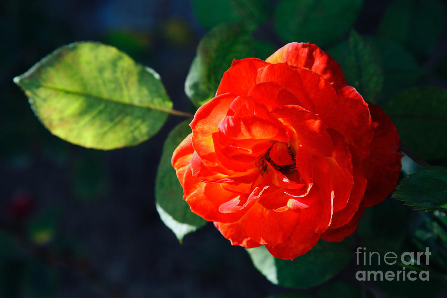 Rose Photograph - Red rose by Gaspar Avila