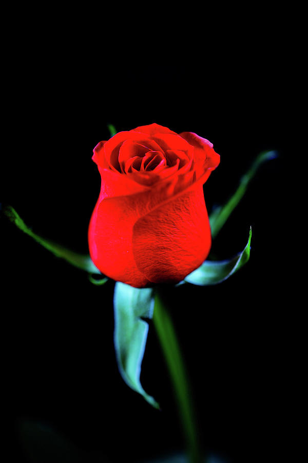 Red Rose Photograph by Hyuntae Kim
