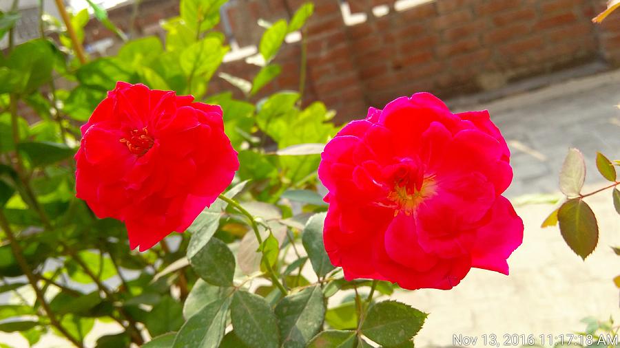 Red Rose Photograph by Imran Ali - Fine Art America