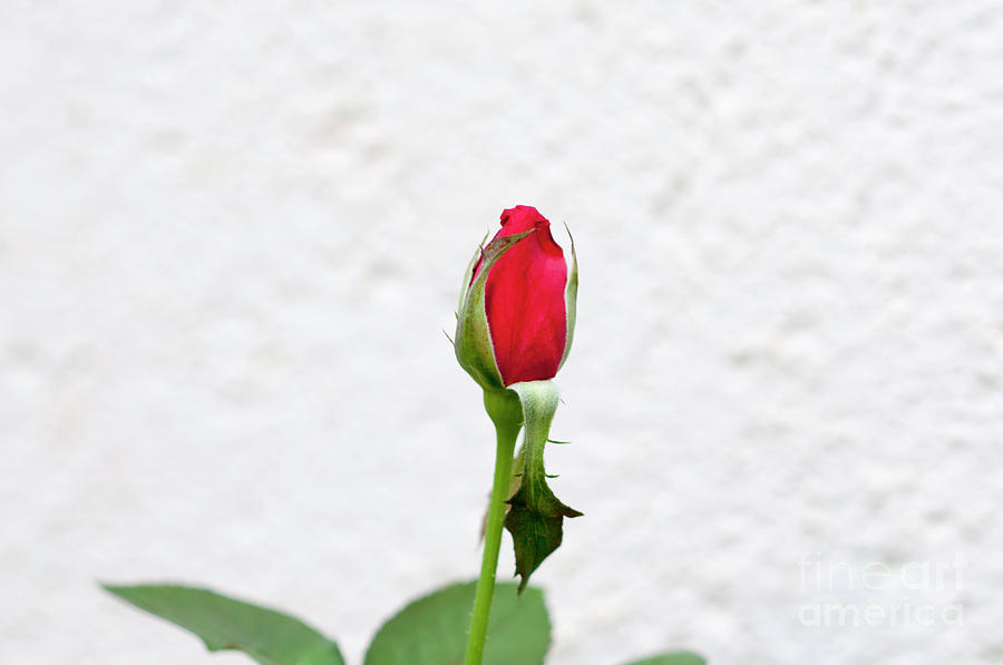 Red rose in a garden  Photograph by Ilan Rosen