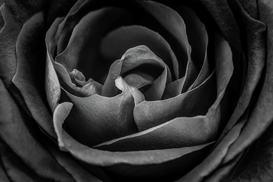 Red Rose In Black And White Photograph