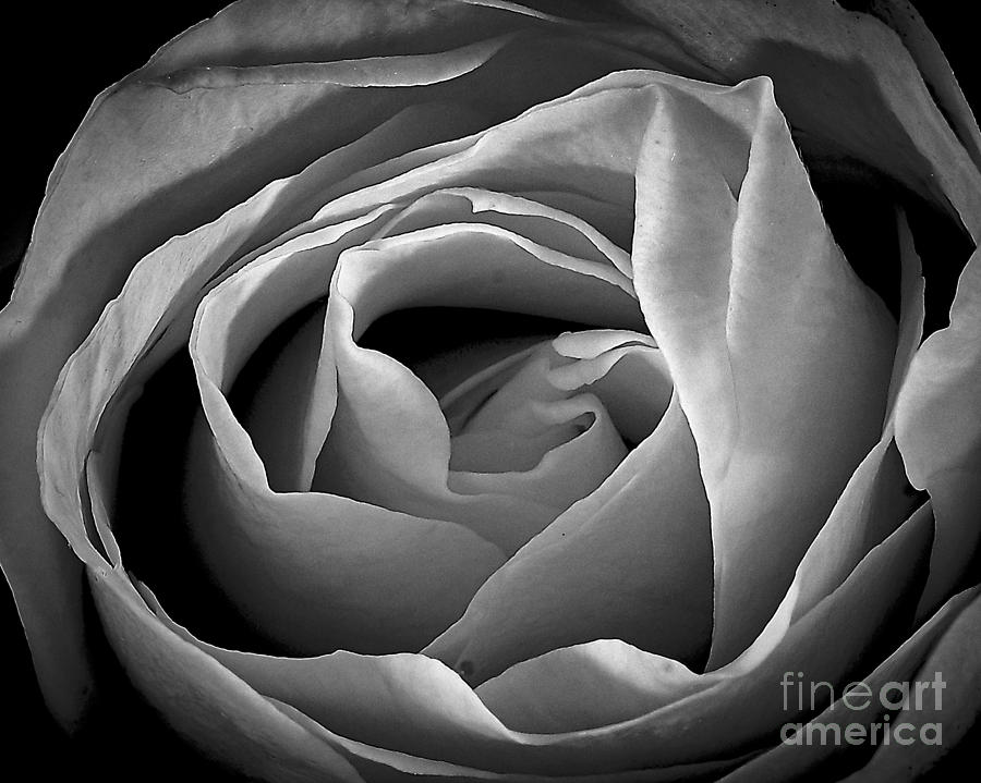 Red Rose in Infrared Photograph by Charles Muhle