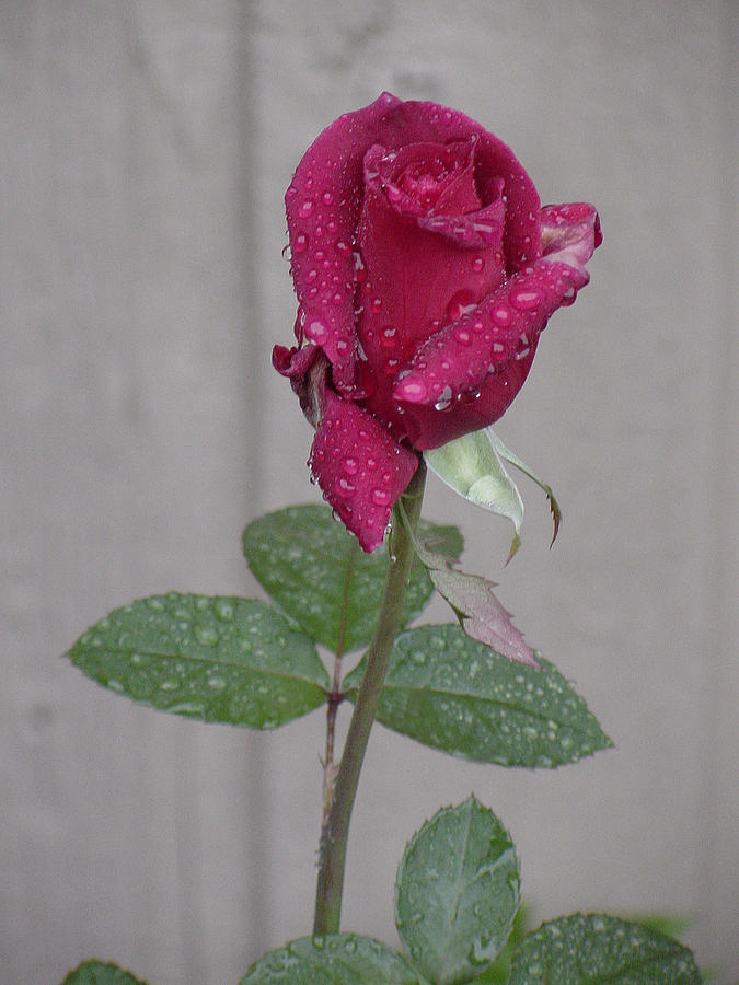 Red Rose in Rain Photograph by Shirley Heyn