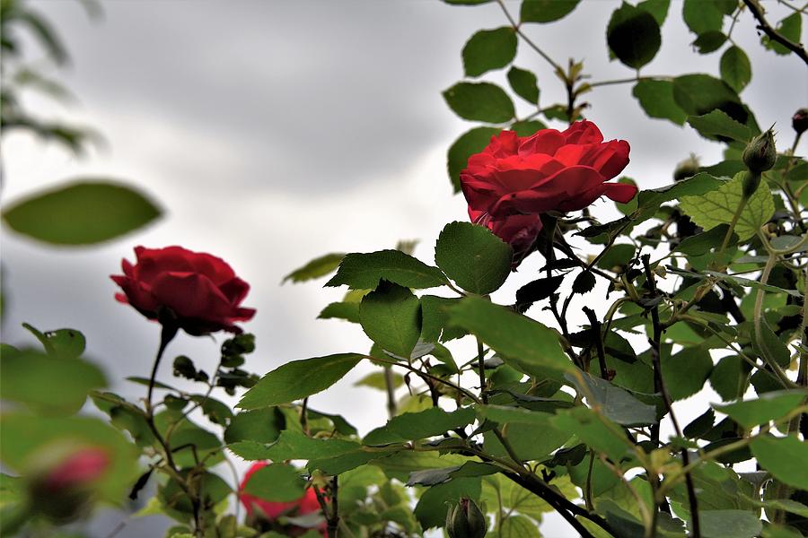 Red Roses In Sunlight Photograph