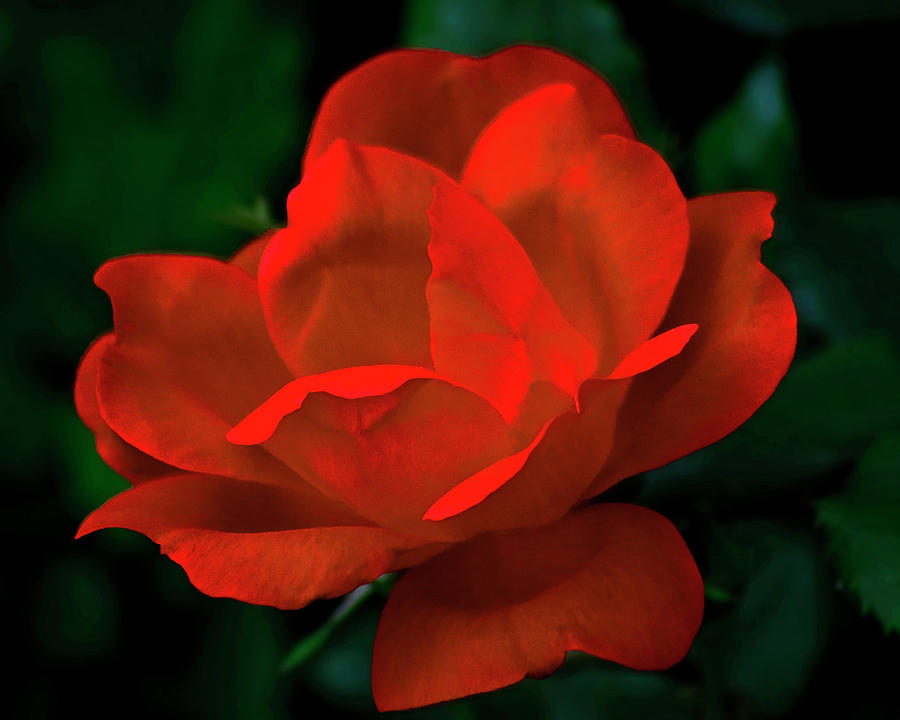 Red Rose in Sunlight Photograph by Robert Suggs