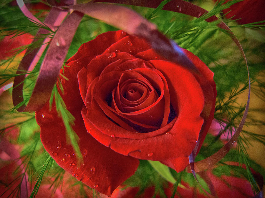 Red Rose is for Love Photograph by Tatiana Travelways