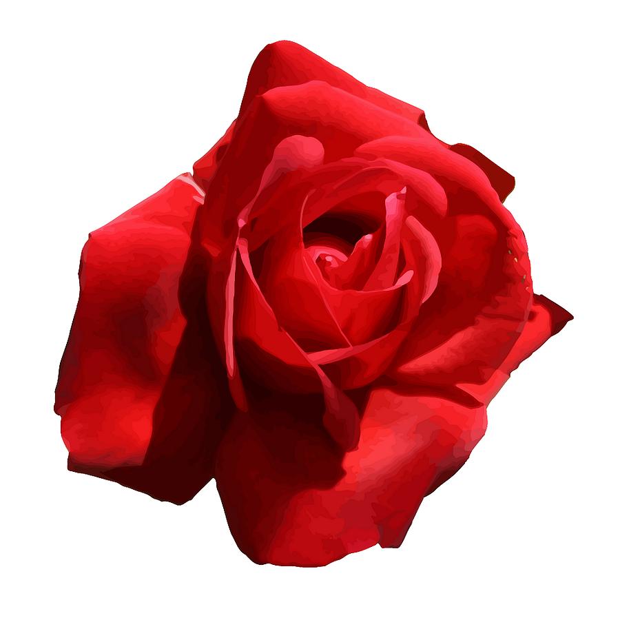 Red Rose Isolated  Digital Art by Taiche Acrylic Art