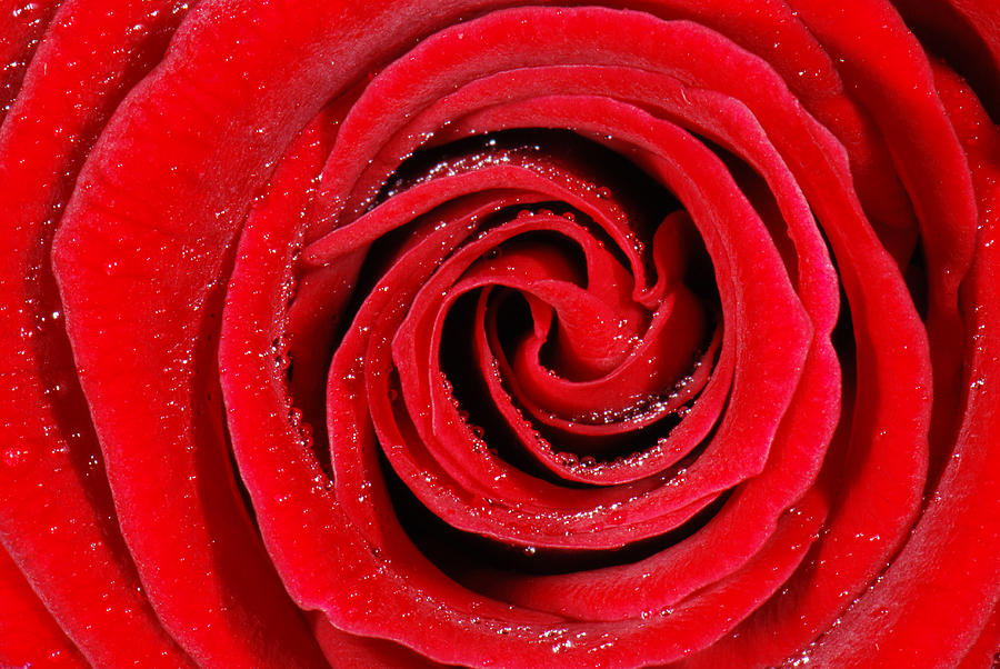 Nature Photograph - Red rose by Jaroslaw Grudzinski