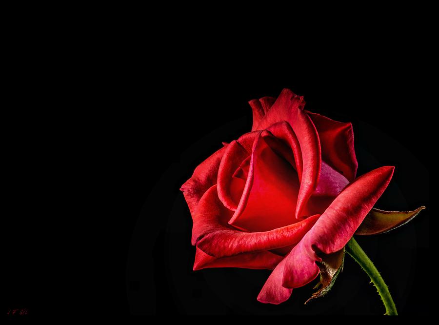 Red  Rose Photograph by Jean Francois Gil