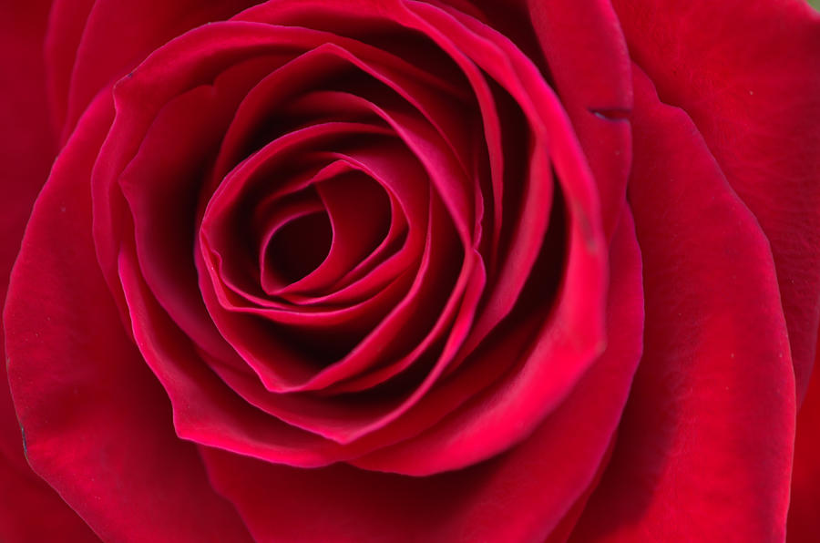 Red Rose Photograph by Jerilyn Chevalier - Fine Art America