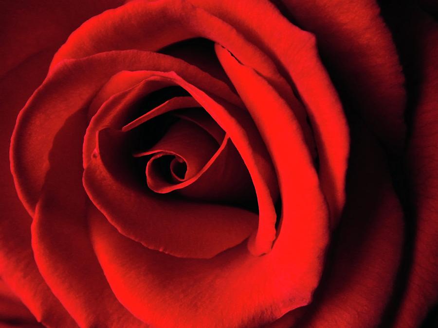 Red Rose Photograph by Jerry Sodorff