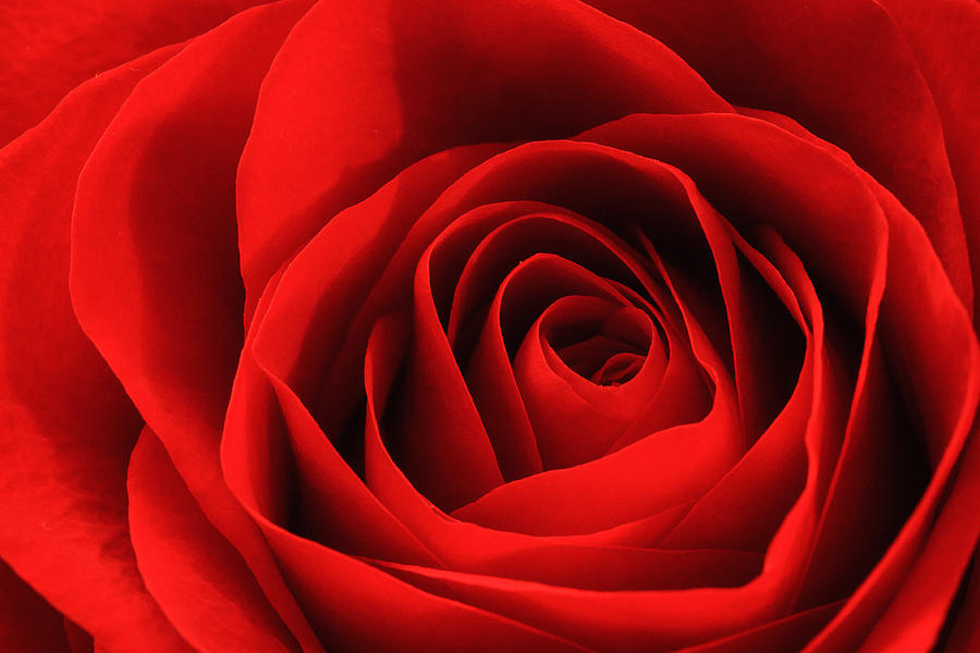 Red Rose Photograph by Joni Eskridge