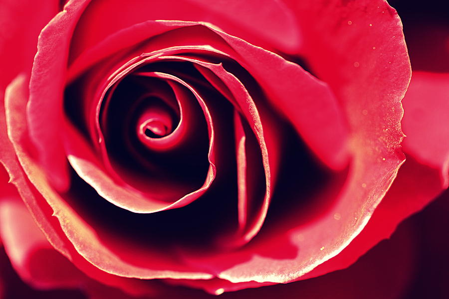 Red Rose Photograph by Joseph Skompski